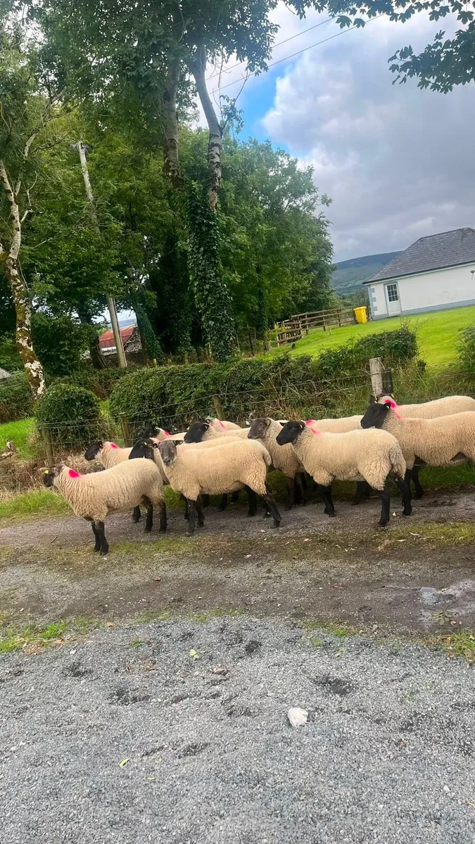 40 Hoggets - Image 4