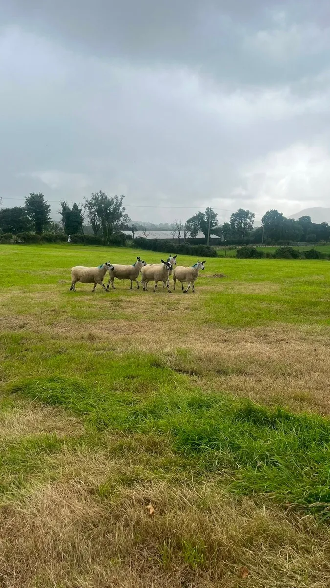 40 Hoggets - Image 3