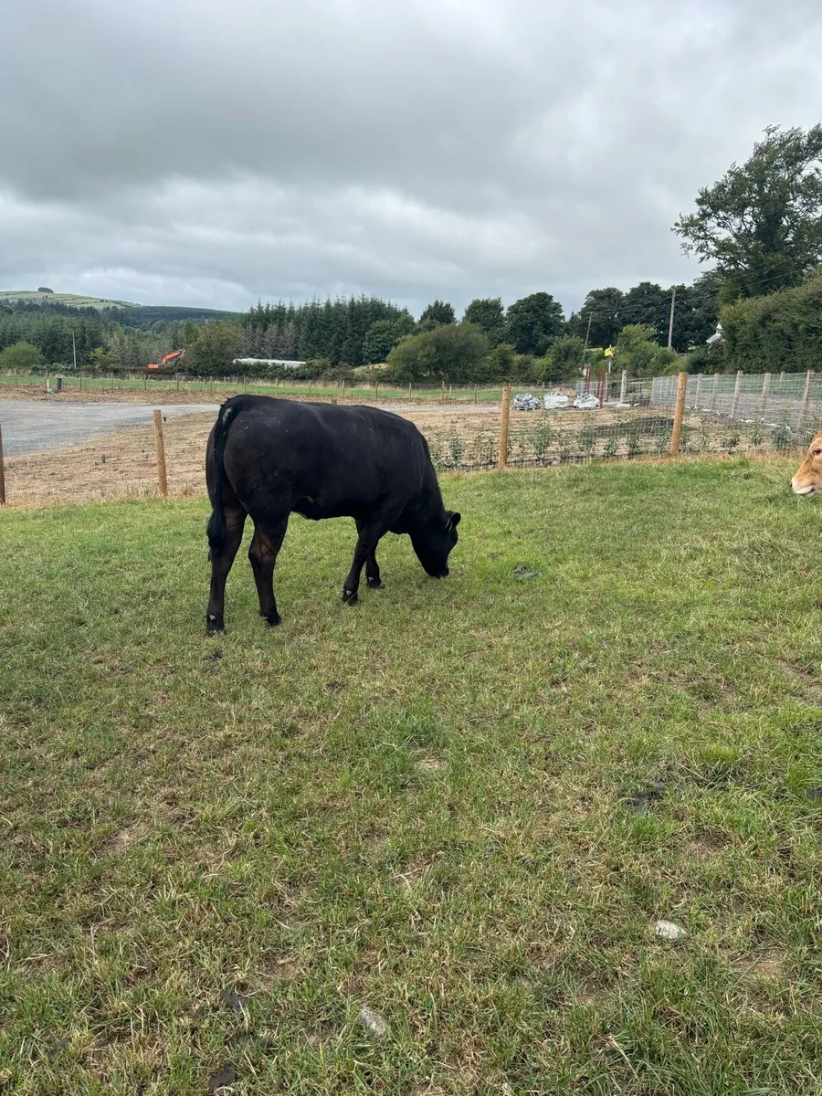 Breeding Heifers - Image 1