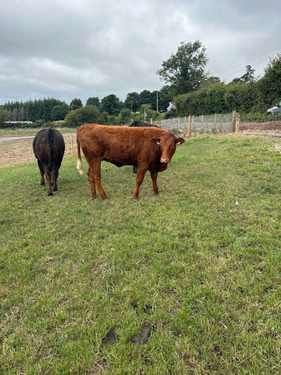 Breeding Heifers - Image 2