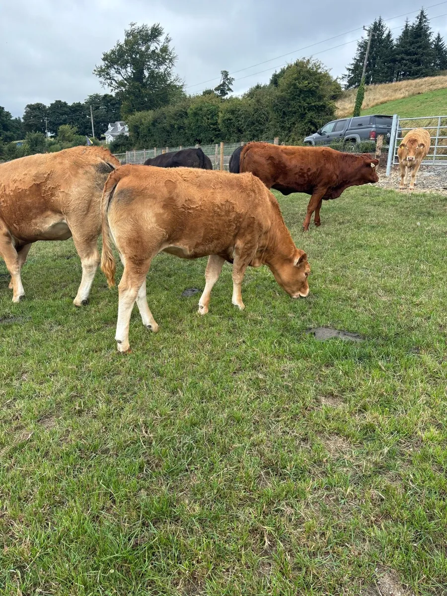 Breeding Heifers - Image 3