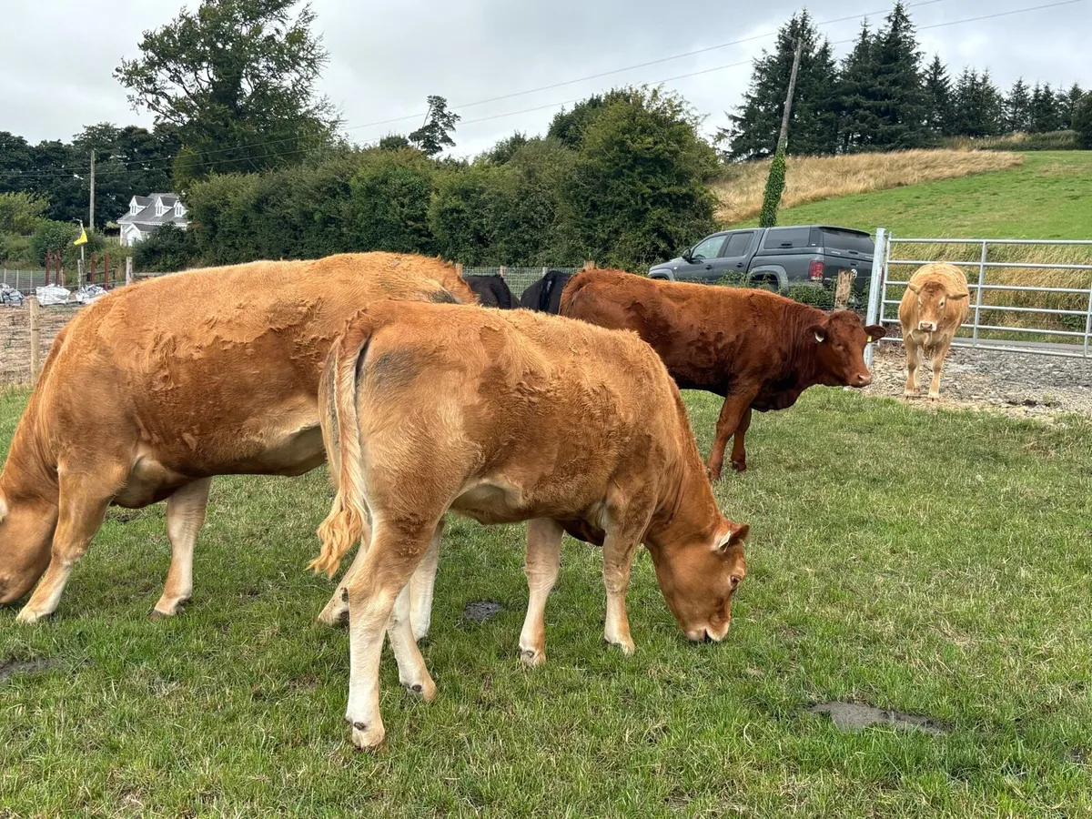 Breeding Heifers - Image 4