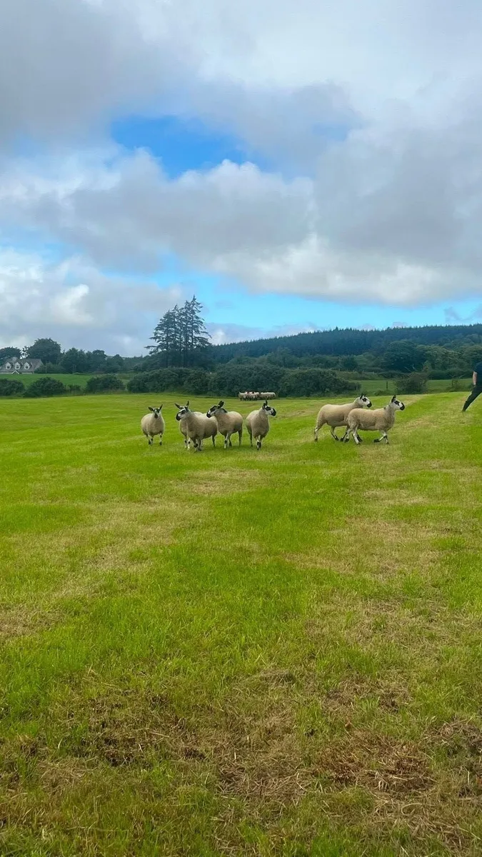 40 Hoggets - Image 2