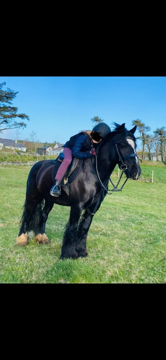 Pony - Image 3