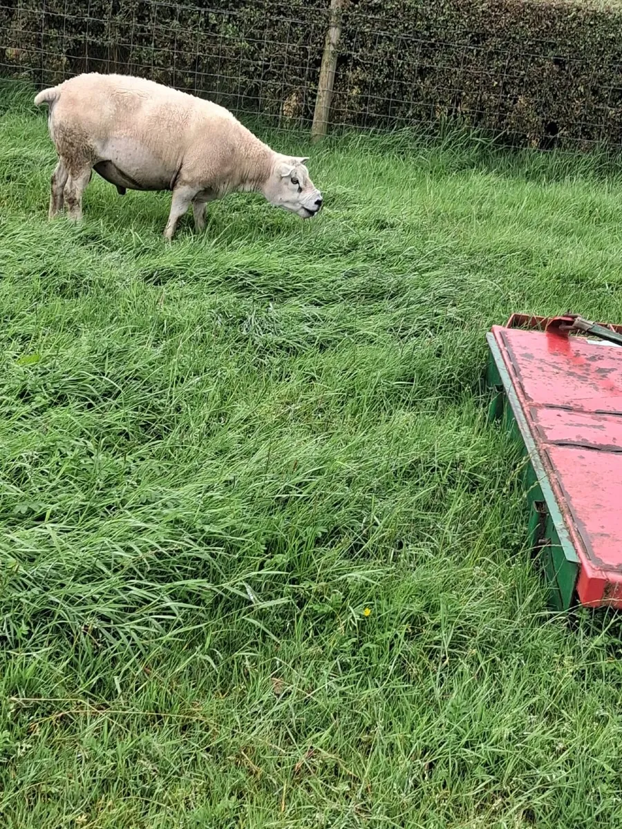 Texel ram for sale - Image 3