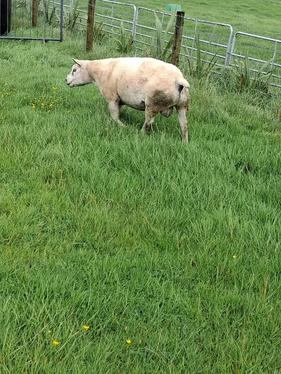 Texel ram for sale - Image 2