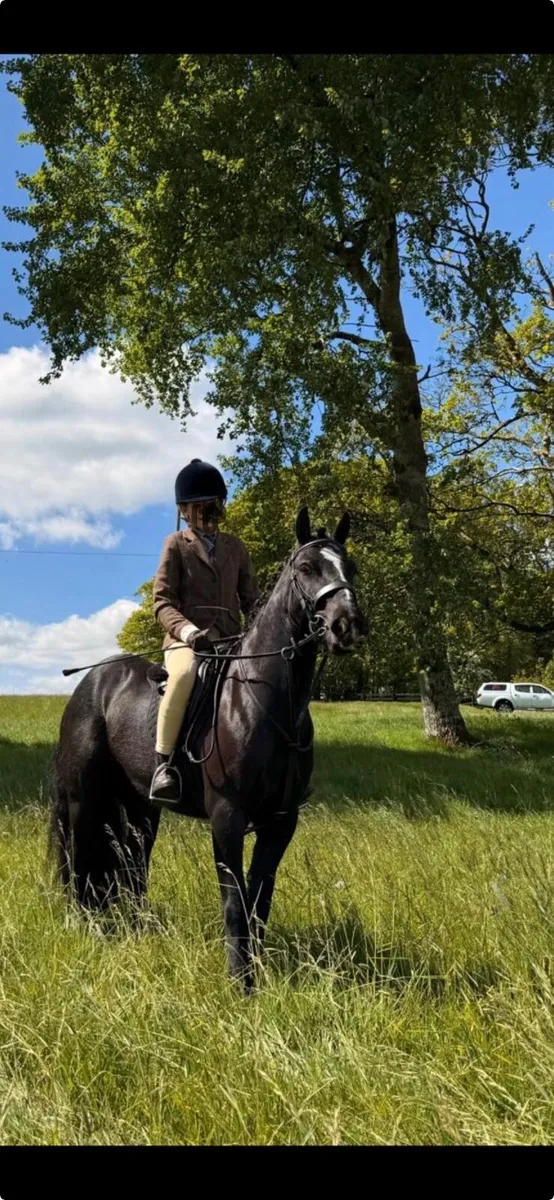 Pony - Image 1
