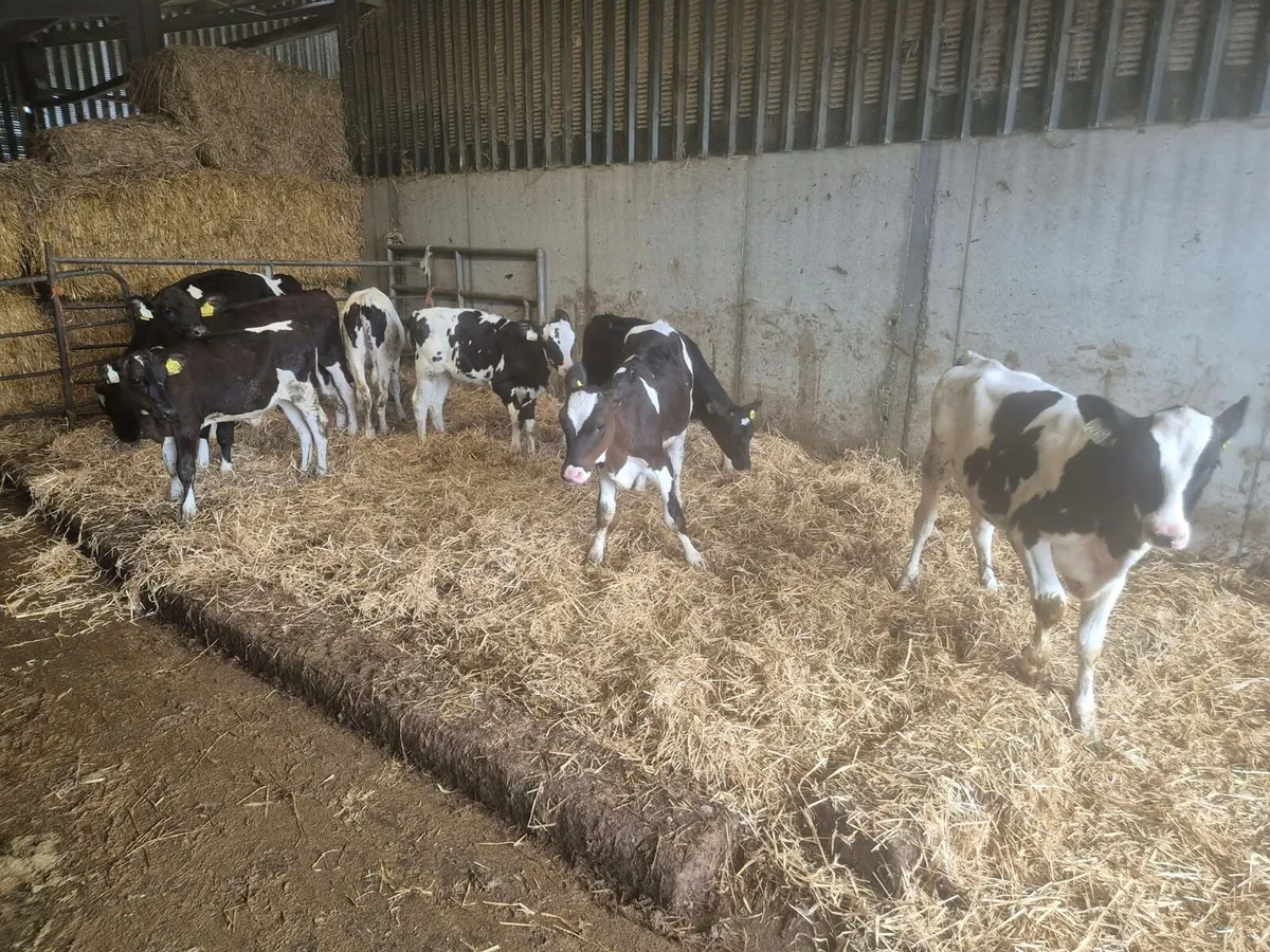8 Holstein Friesian Calves - Image 2
