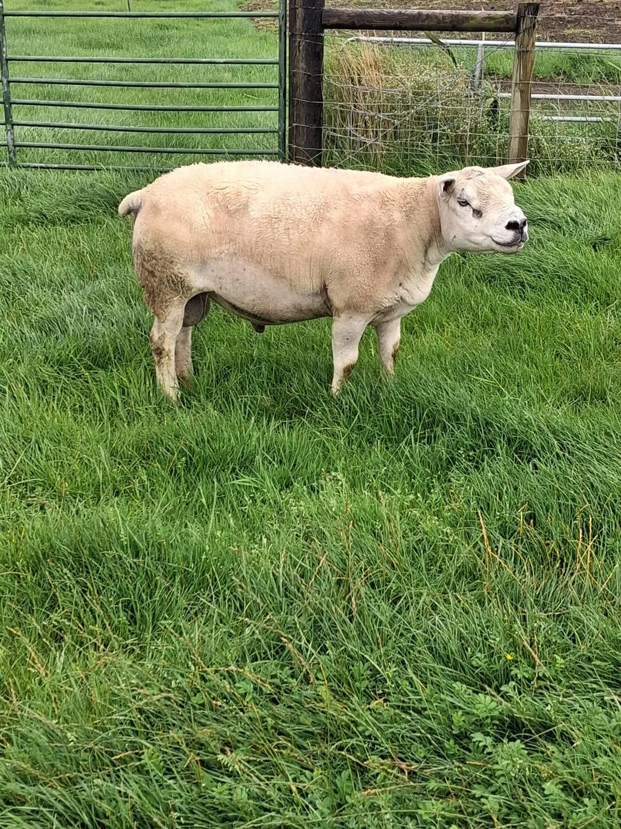 Texel ram for sale - Image 1