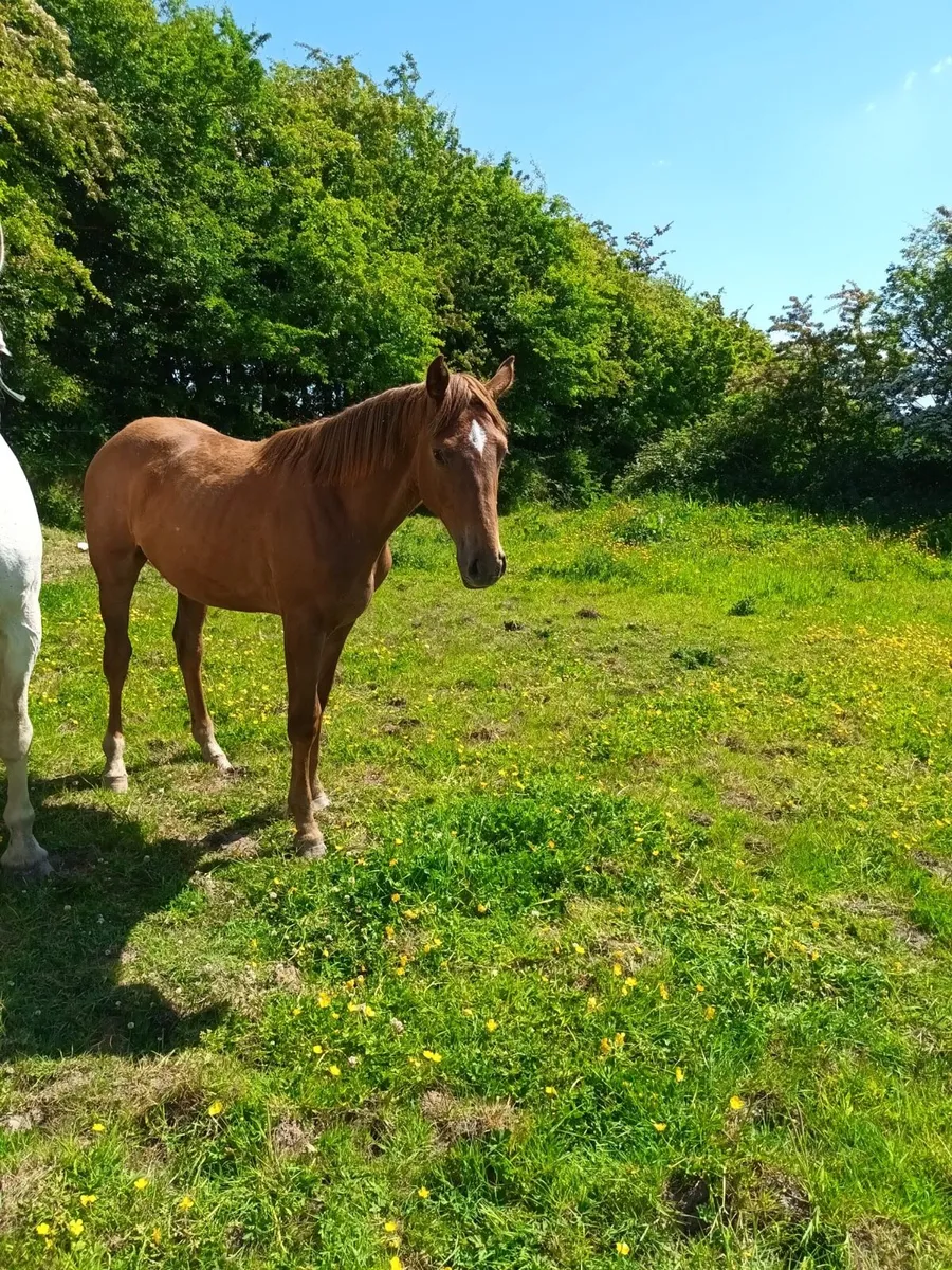 Horse - Image 1