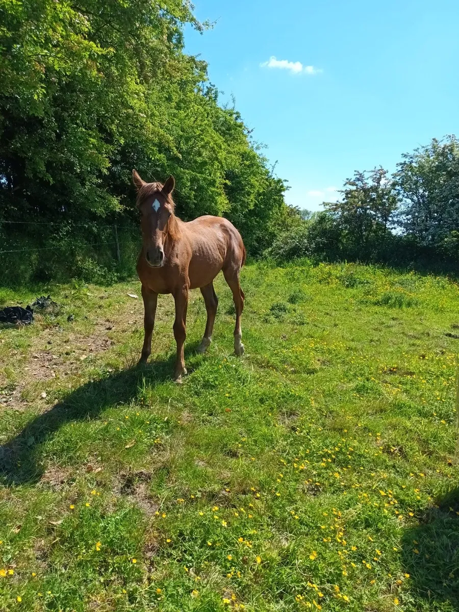 Horse - Image 3