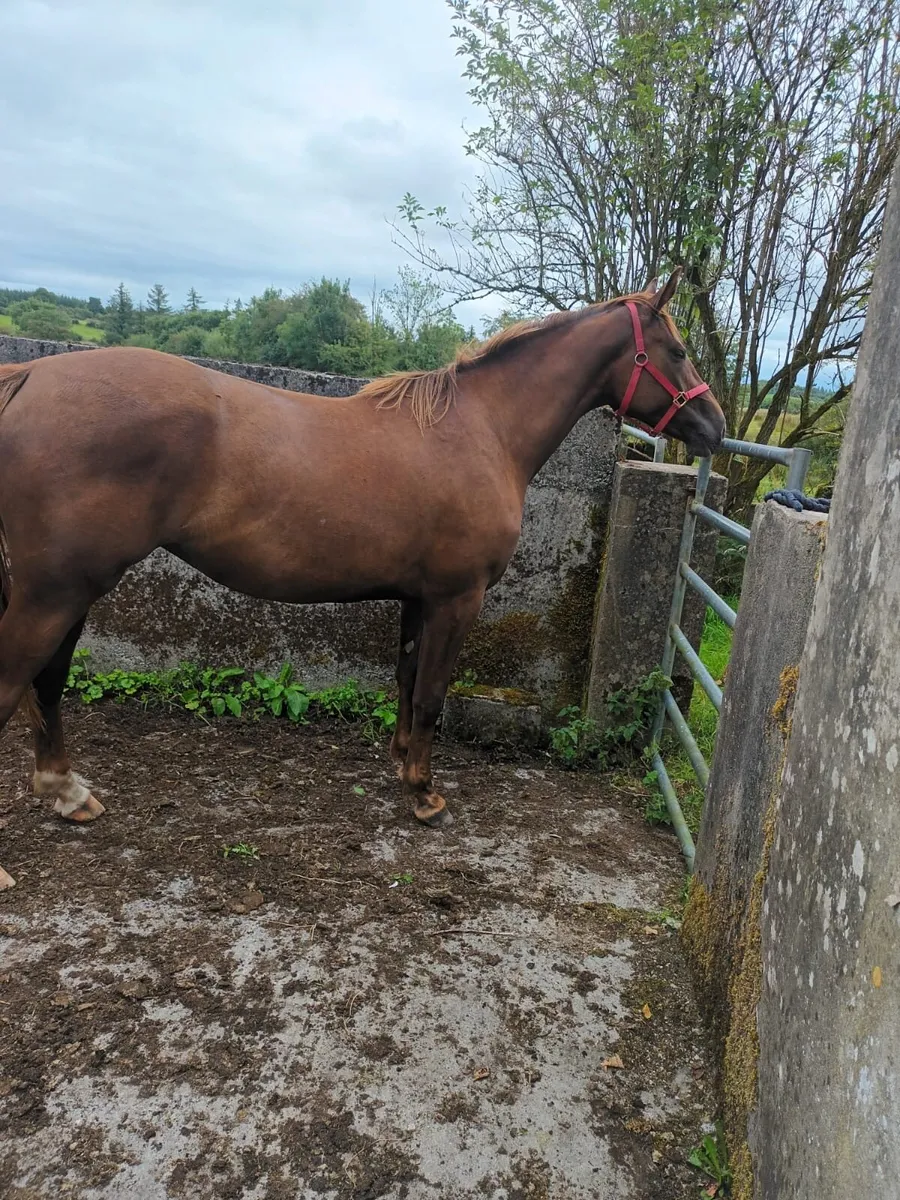 Horse - Image 4