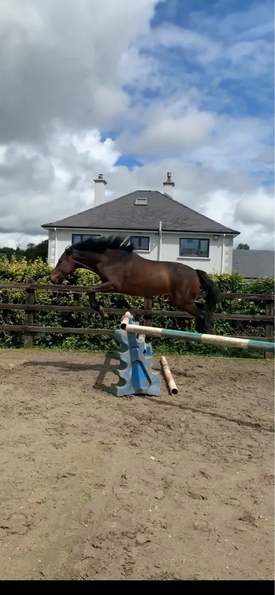 Horse - Image 1