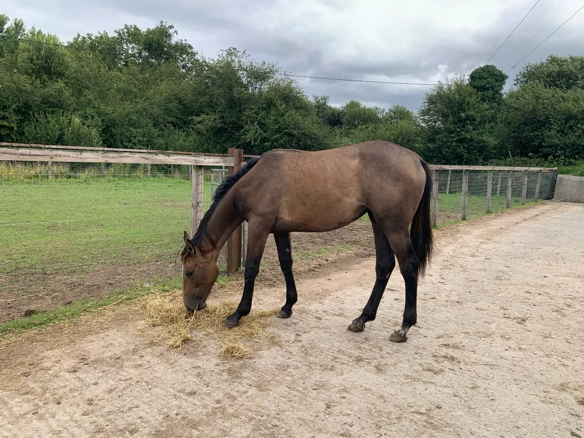 Horse - Image 2