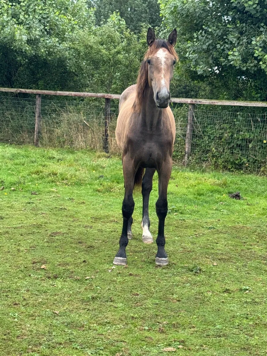 Horse - Image 3