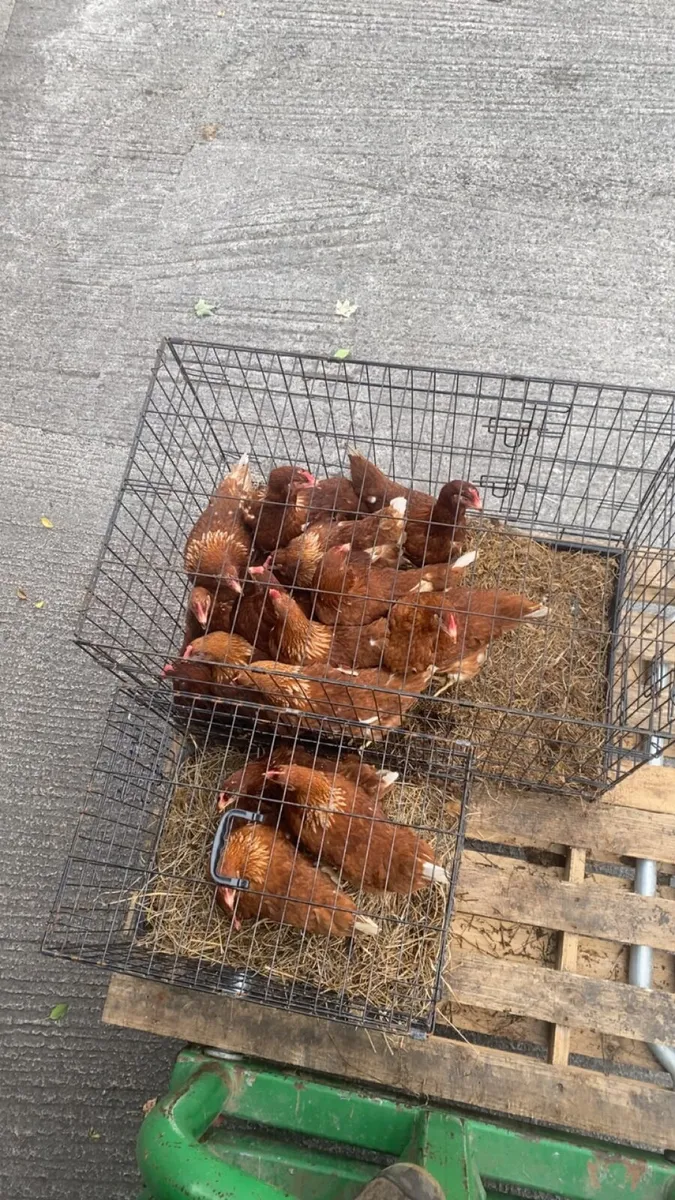 Laying hens - Image 1