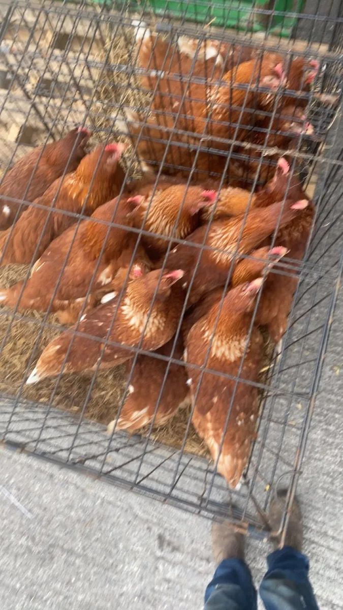 Laying hens - Image 2