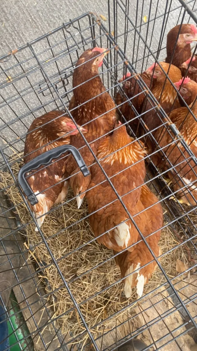 Laying hens - Image 3