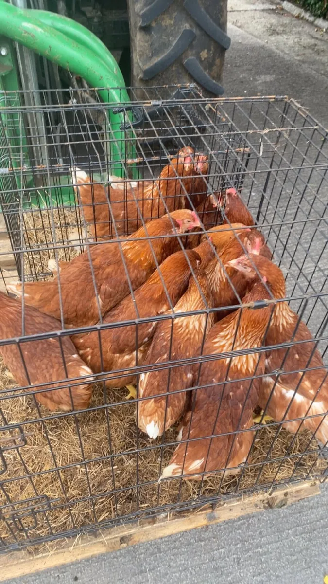Laying hens - Image 4