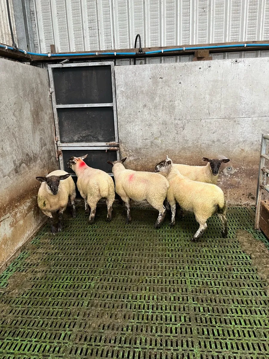 Ewe lambs - Image 2