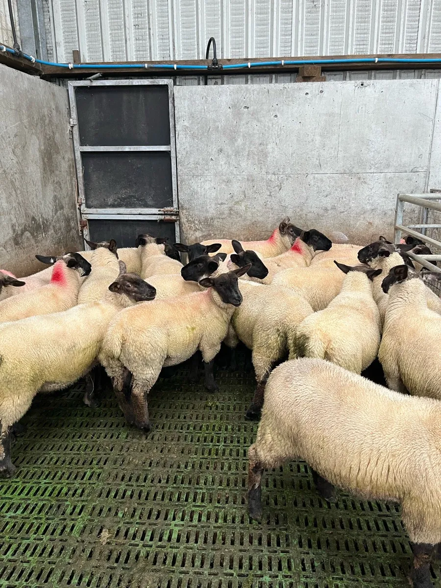 Ewe lambs - Image 3