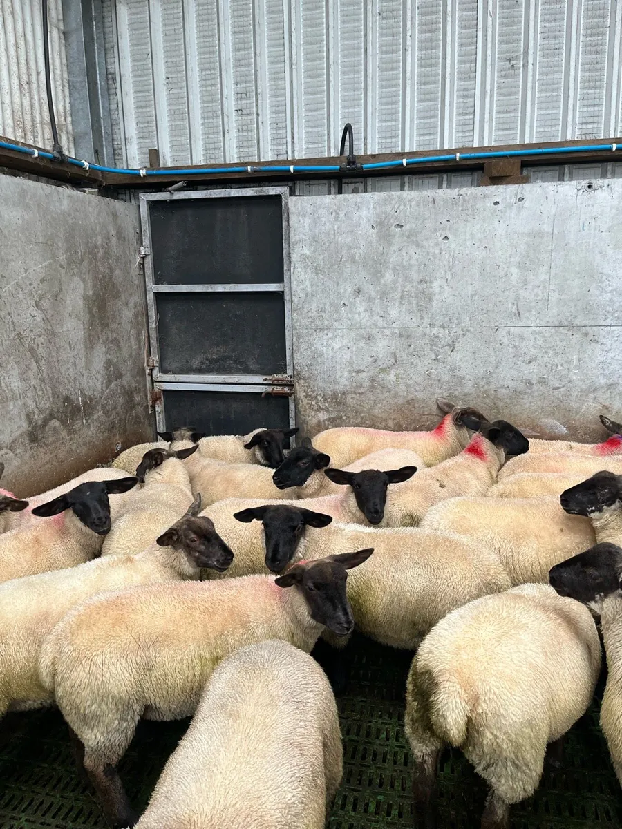 Ewe lambs - Image 1