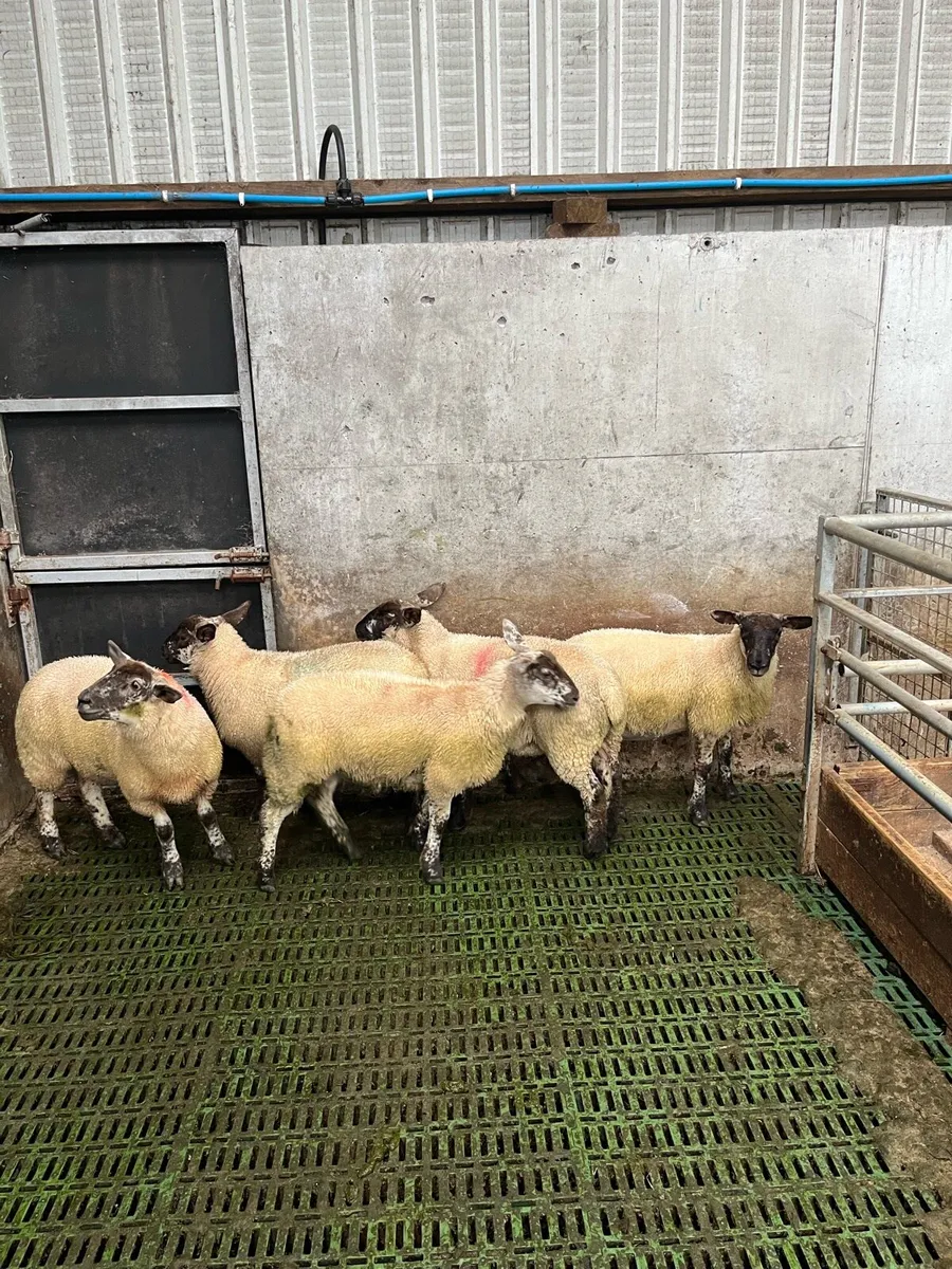 Ewe lambs - Image 4