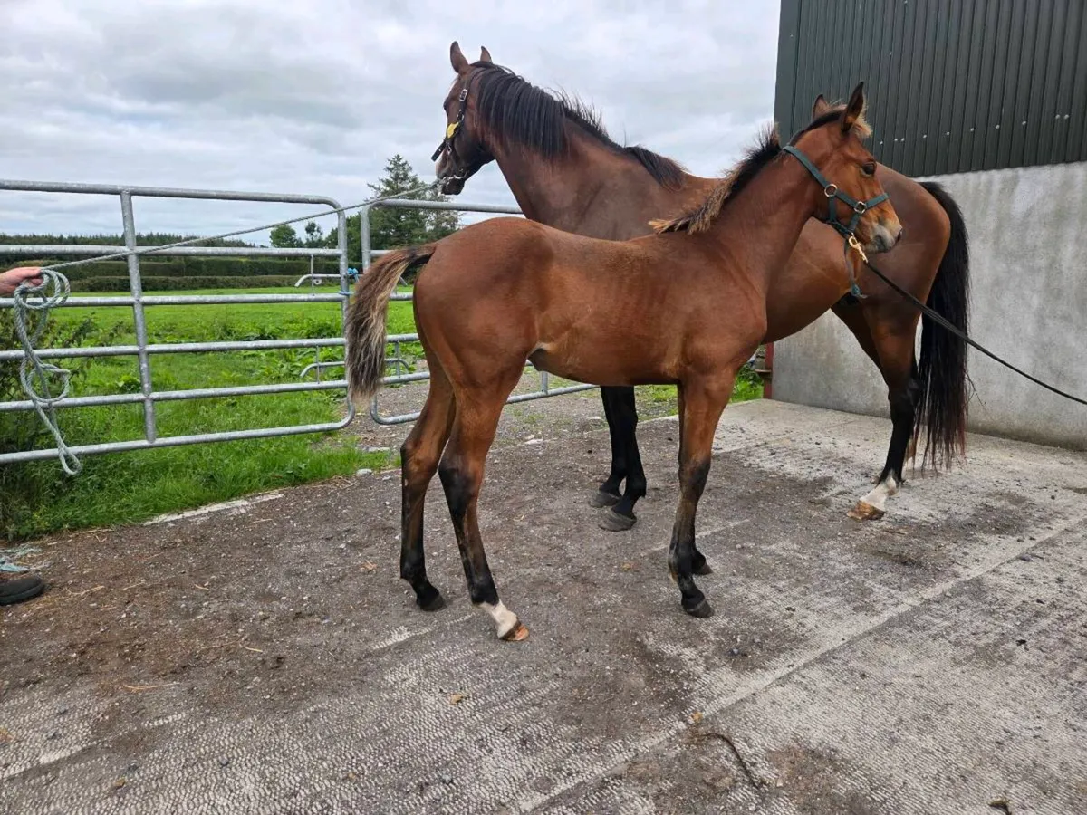 Paris filly foal - Image 2