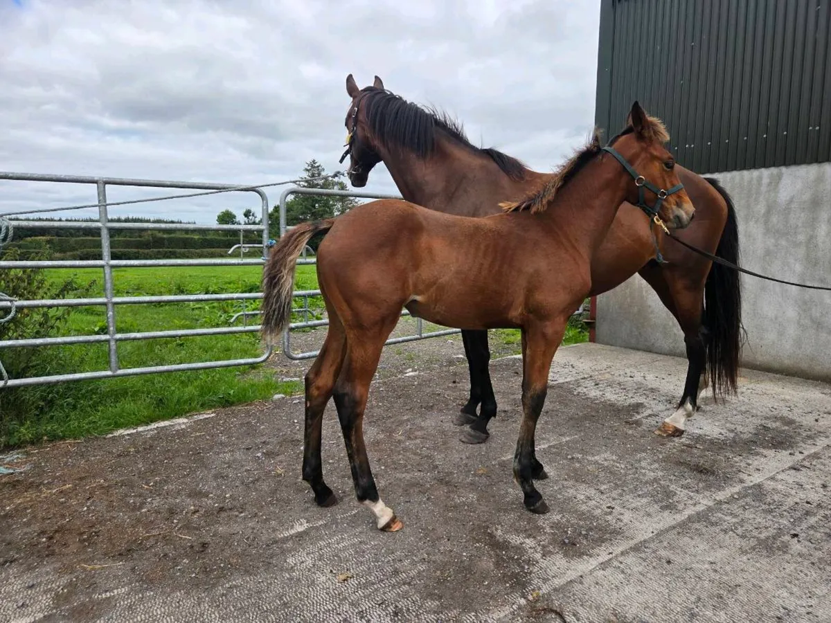 Paris filly foal - Image 3