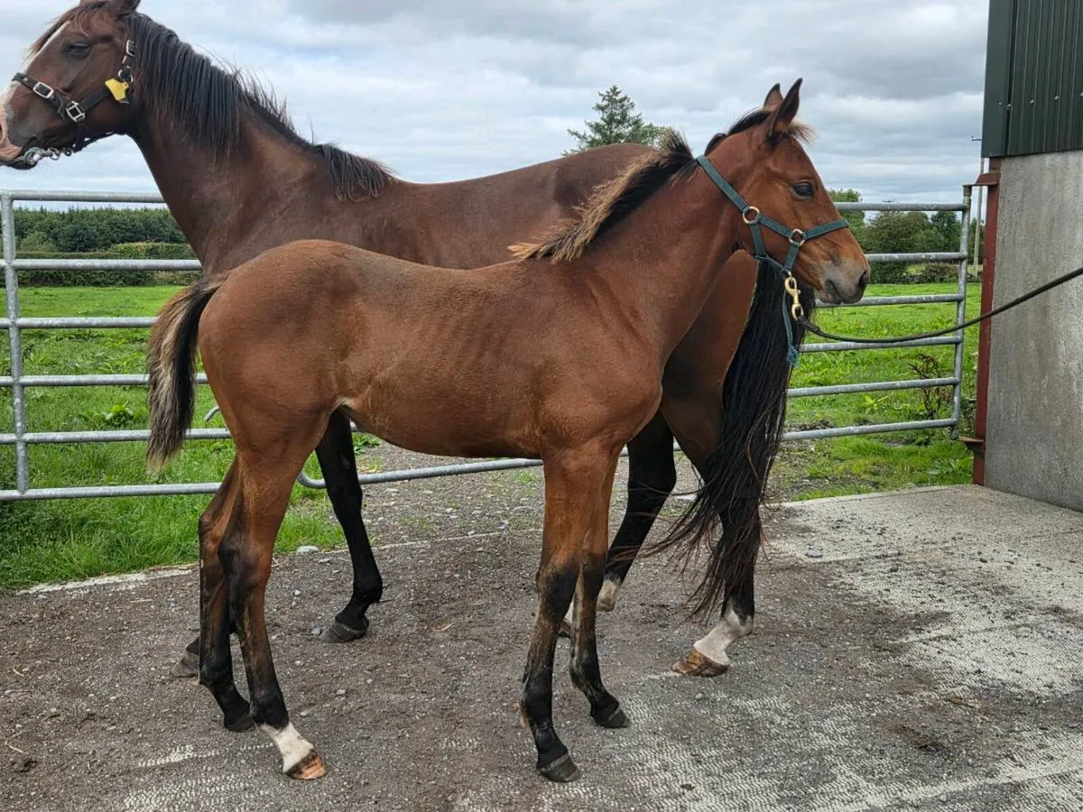 Paris filly foal - Image 4