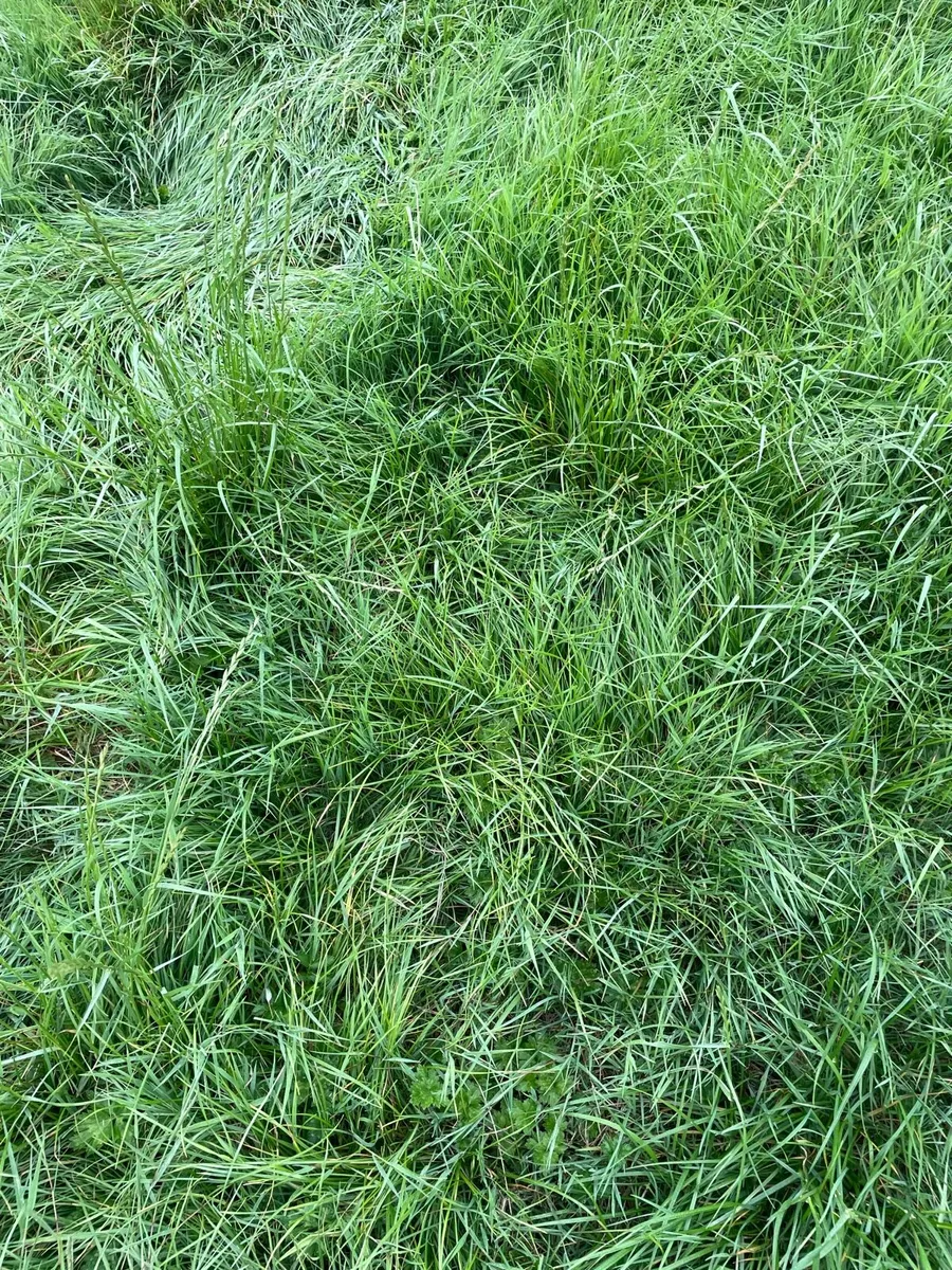 Aftergrass Grazing available to rent - Image 1