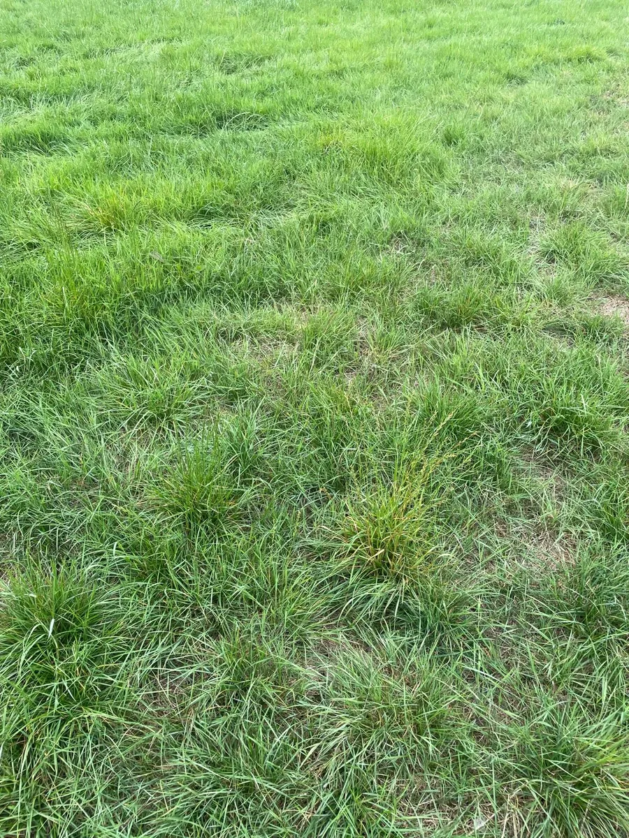 Aftergrass Grazing available to rent - Image 2
