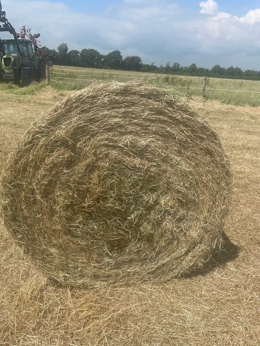 Aftergrass Grazing available to rent - Image 4