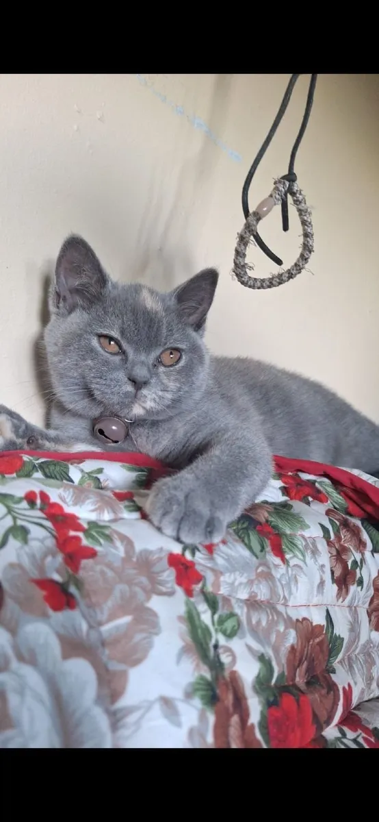 British shorthair female kitten - Image 1