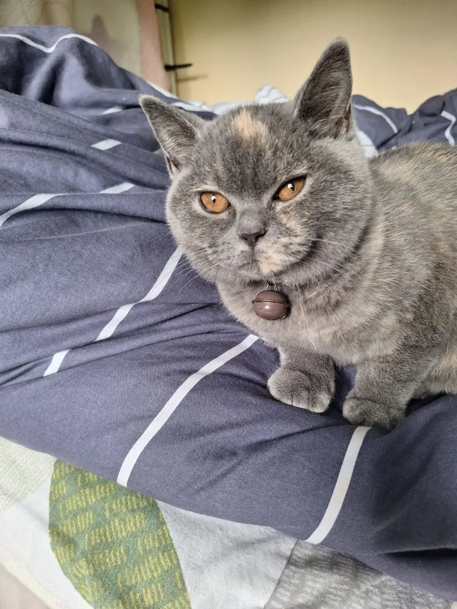 British shorthair female kitten - Image 4