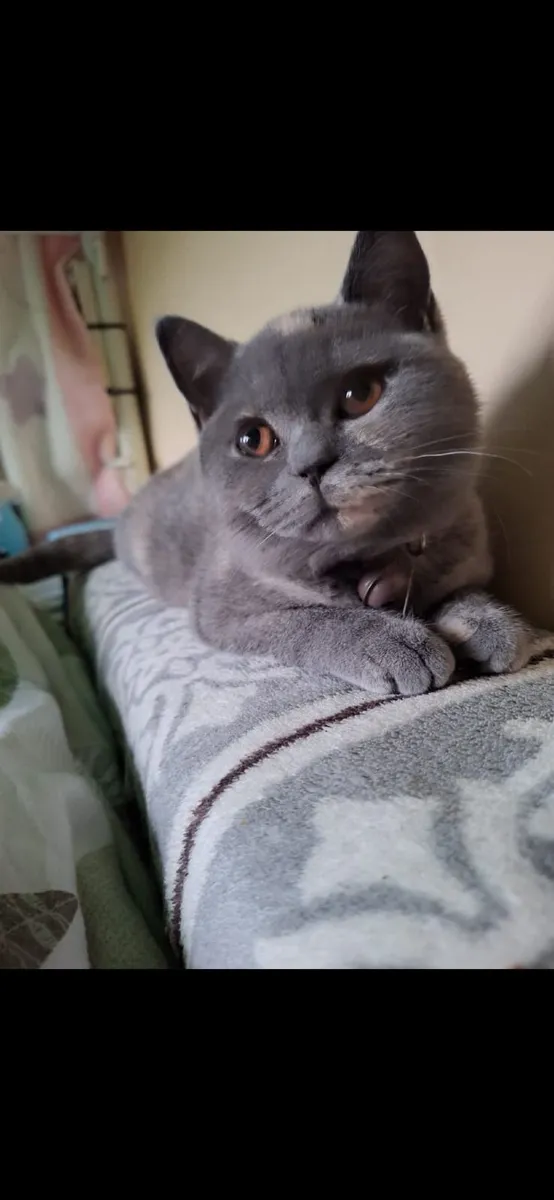 British shorthair female kitten - Image 2