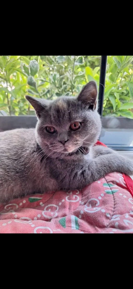 British shorthair female kitten - Image 3