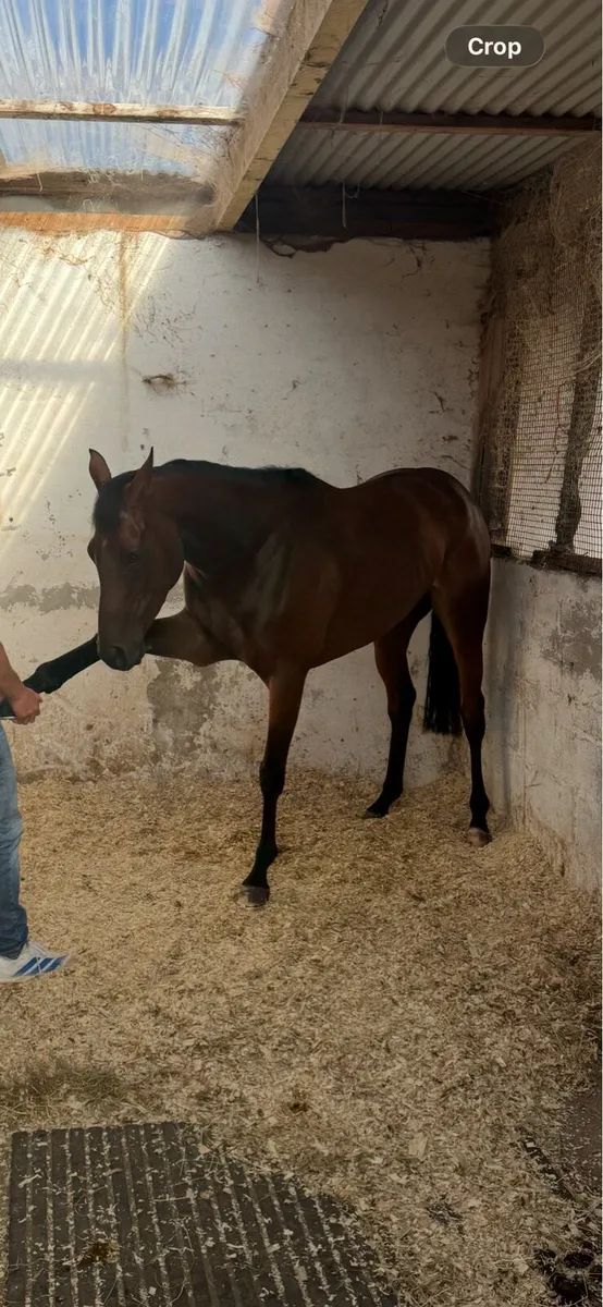Pony racer - Image 1
