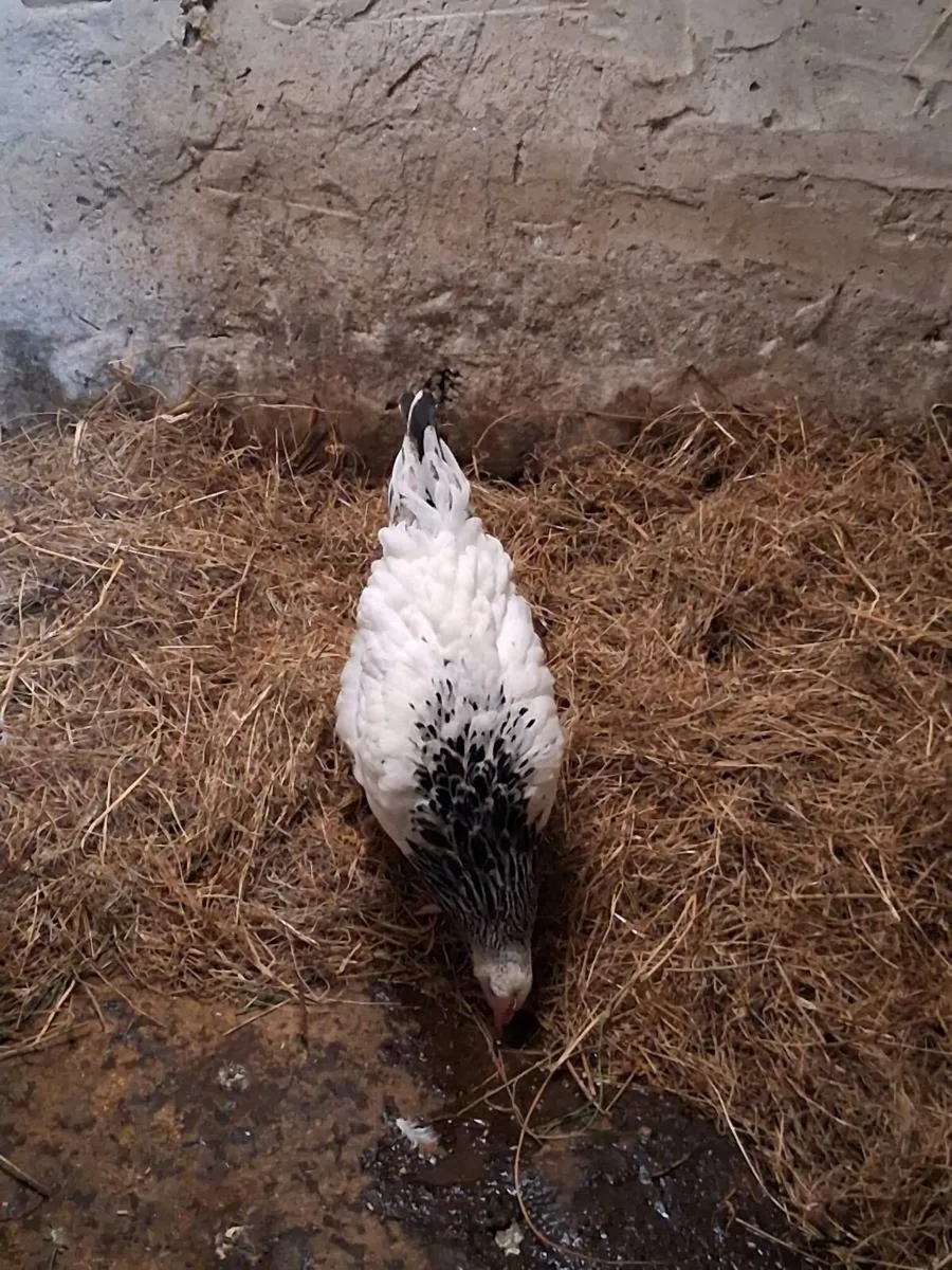 Sussex pullet - Image 1