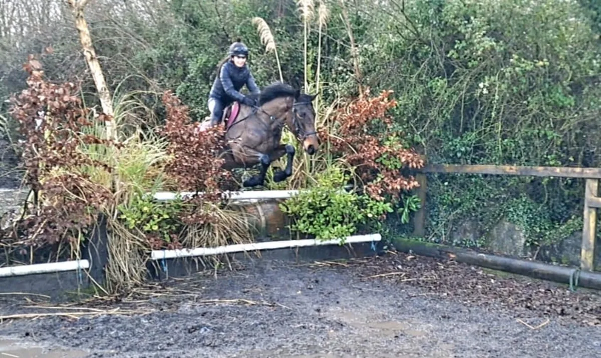 15.1 Gelding - Image 1