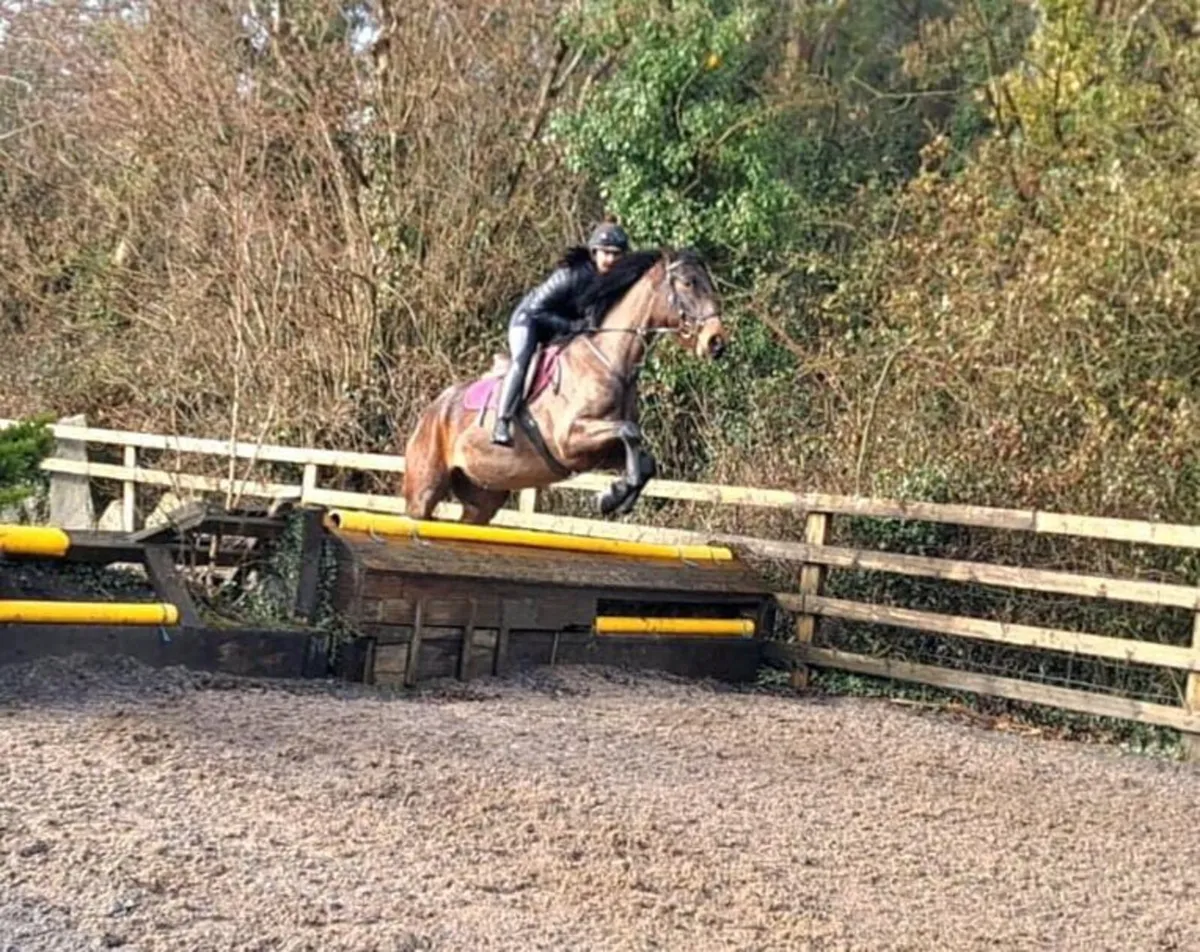 15.1 Gelding - Image 2