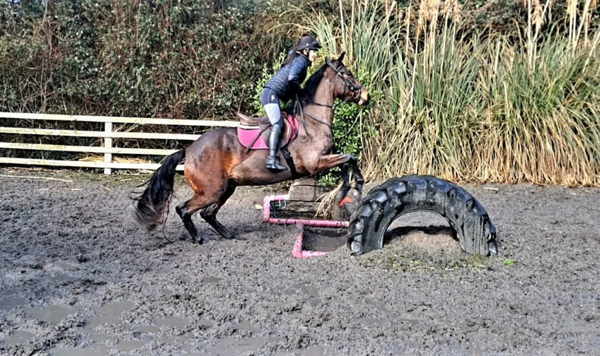 15.1 Gelding - Image 3