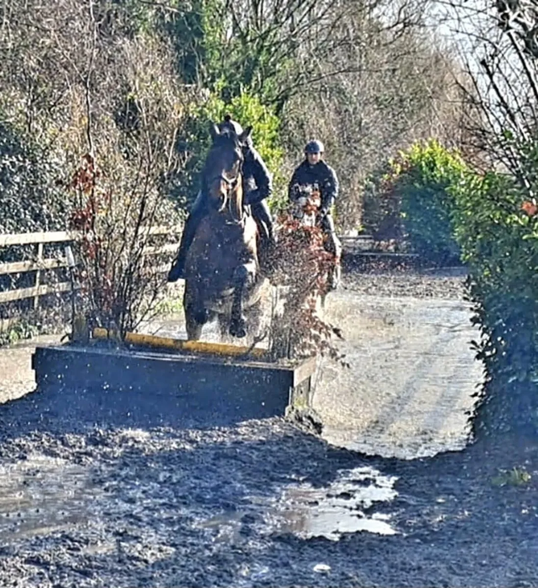 15.1 Gelding - Image 4