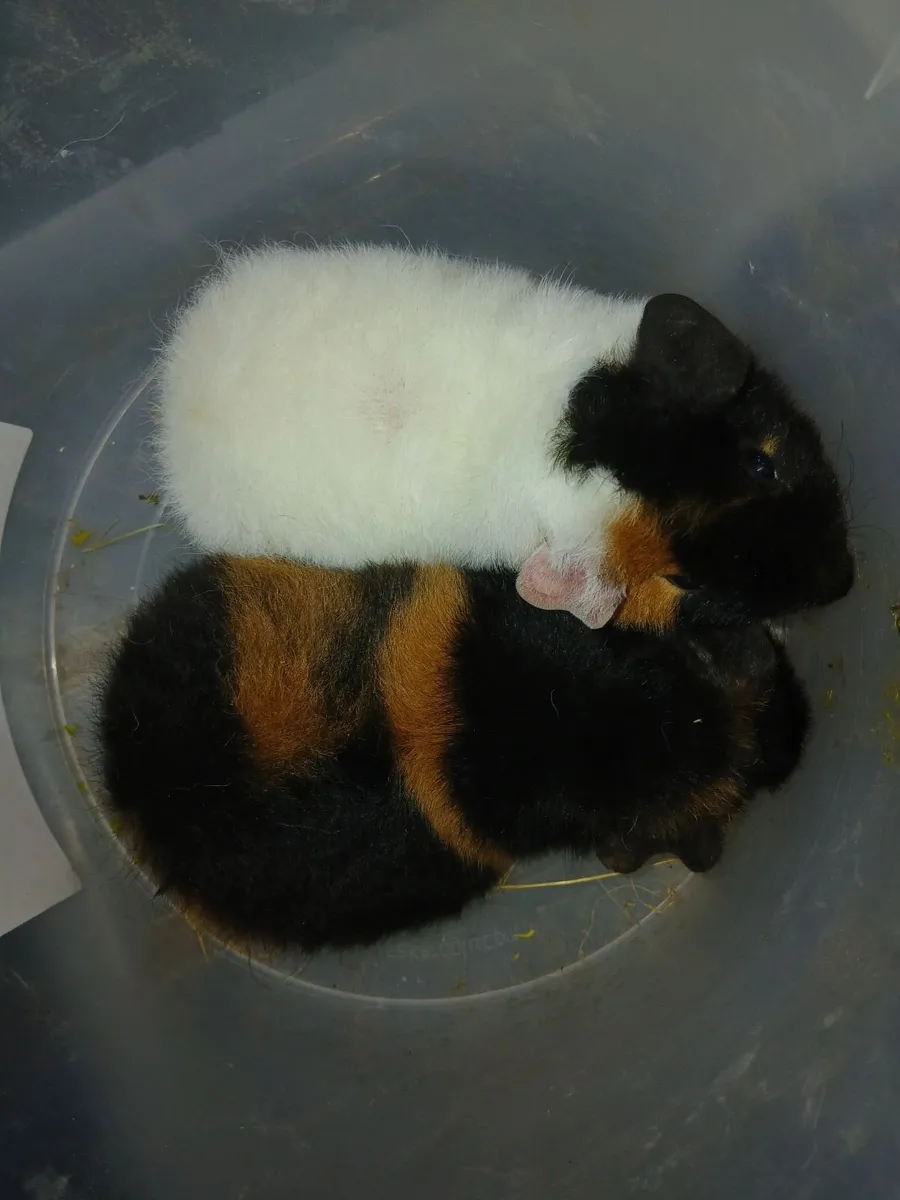 Teddy Guinea Pigs - Image 3