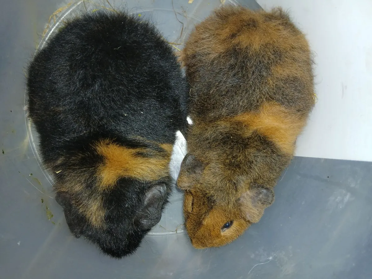 Teddy Guinea Pigs - Image 4