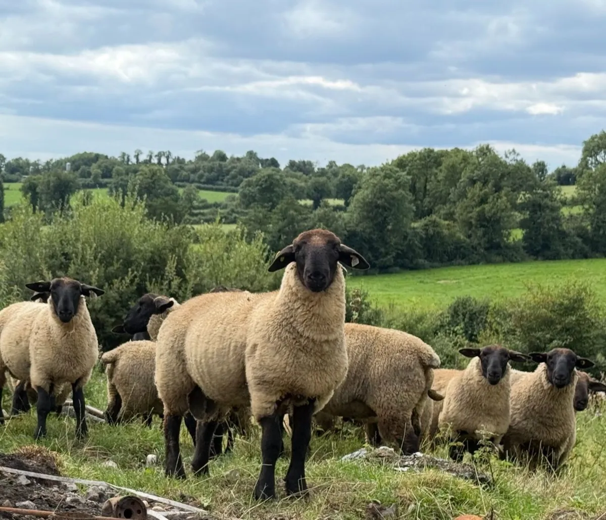 NZ Genetics Suffolk Rams Lambs - Image 1