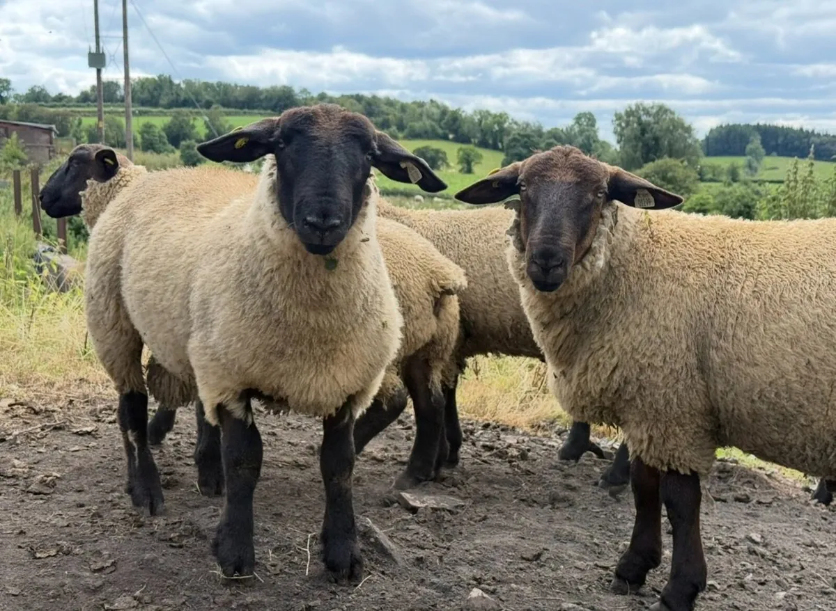 NZ Genetics Suffolk Rams Lambs - Image 2