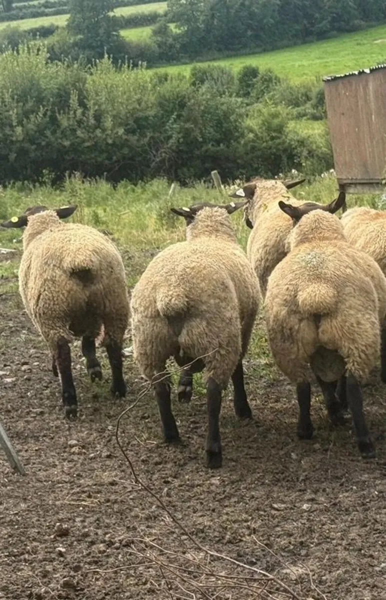 NZ Genetics Suffolk Rams Lambs - Image 3