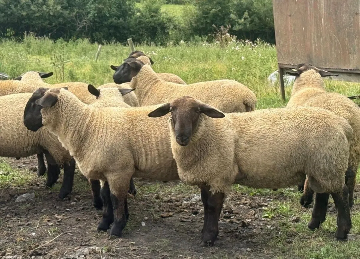 NZ Genetics Suffolk Rams Lambs - Image 4