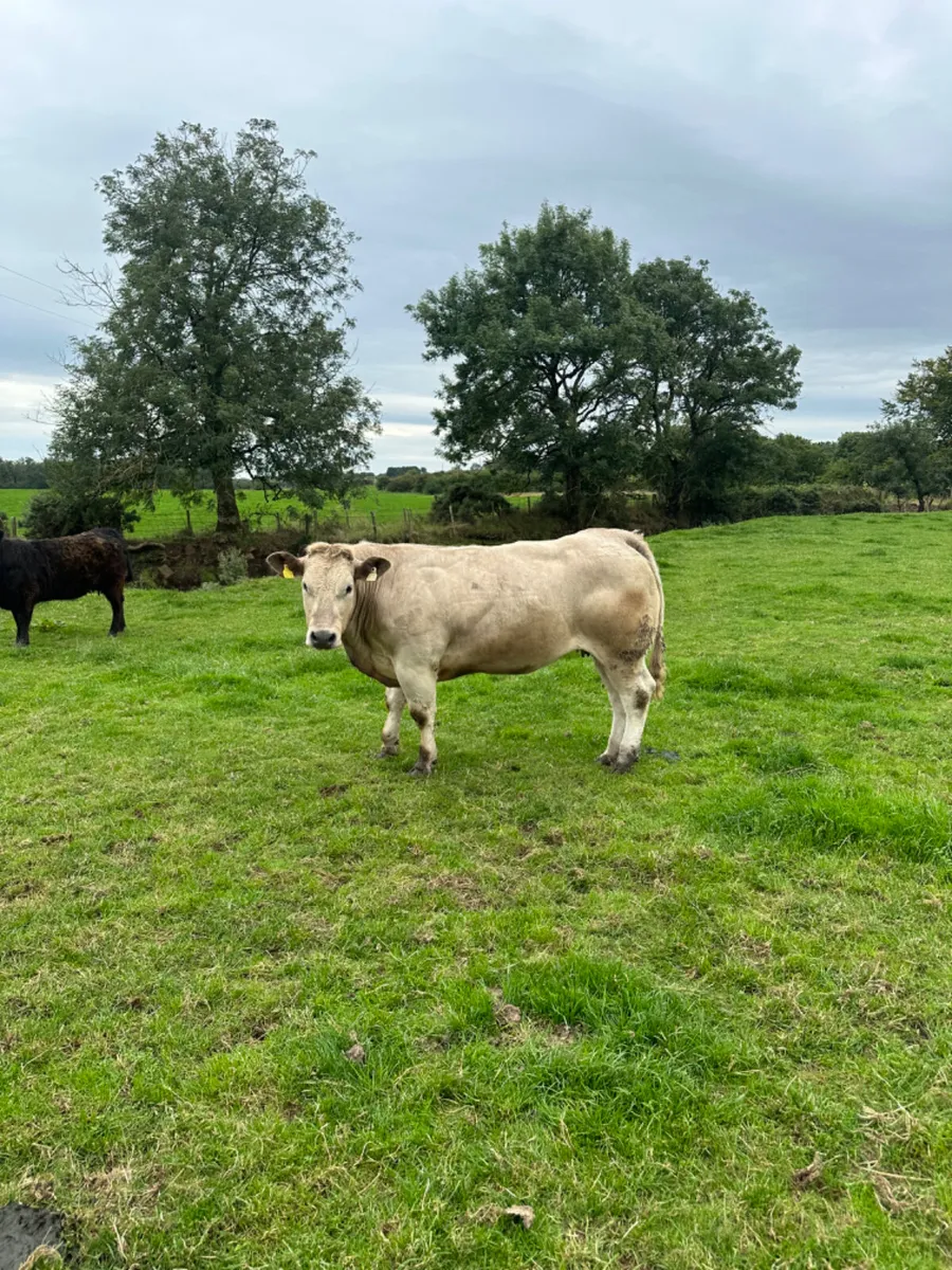 Springing Charolais heifer - Image 2